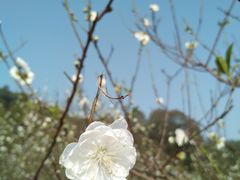 -南国桃园旅游度假区