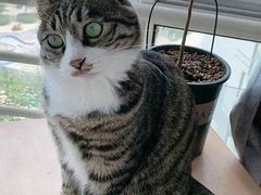 -爱佳宠物中心医院·骨外科·猫专科·急重症(瑶海万达店)