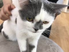 -猫冇咖·家门口的撸猫馆(大融城店)