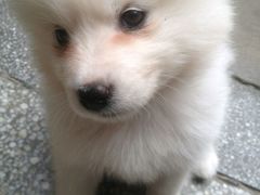 -潘氏凉皮(迎宾南路店)