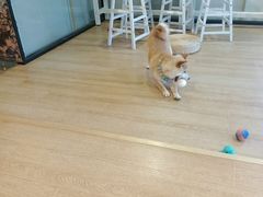 -南京Hallo宠物乐园·哈罗犬舍·柴犬繁育基地