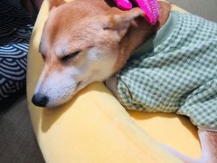 -逗柴咖啡屋·狗咖猫咖宠物桌游