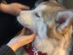 -Husky Go! 哈士奇体验馆·宠物咖啡厅狗咖