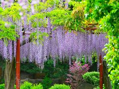 -嘉定紫藤园