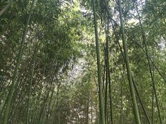 -西安大兴善寺