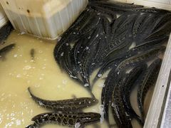 -都江堰石锅鱼