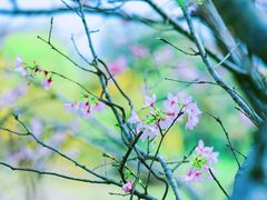 -天适樱花悠乐园