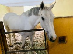 -松声马术俱乐部