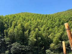 -紫藤园·天目湖大鱼头(南山竹海店)