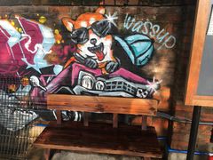 -柴犬高等学院·狗咖·柴犬售卖·宠物训练