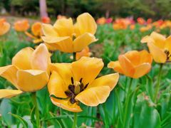 -长春公园(普阳街道)