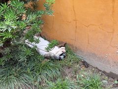 -高旻寺