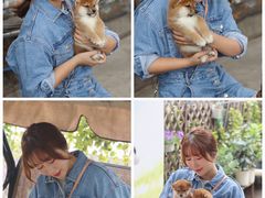 -柴犬高等学院·狗咖·柴犬售卖·宠物训练