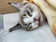 -达爱动物医院·犬猫分区·CT·复杂眼科(远洋山水分院)