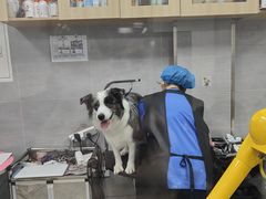 -宠福鑫康馨动物医院·骨科·眼科