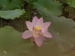 -金银湖国家城市湿地公园