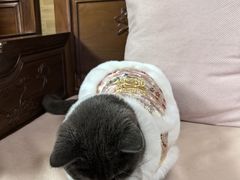 -御宝贝24h宠物医院·转诊中心·CT核磁血透中心(厦门总院)
