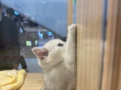 -屋虎猫馆(宝安大仟里店)