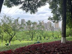 -龙头寺公园