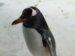 -凯莉-塔尔敦海洋生物水族馆