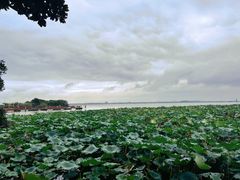 -莲花岛景区
