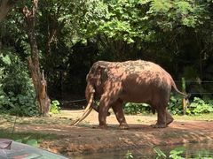 -麒麟中餐厅·经典粤菜·地道菜式老字号(广州长隆酒店)