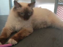 -喵屿·大理花园猫咖