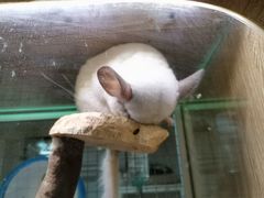 -藦茜花园宠物主题亲子互动体验馆(国顺东路店)
