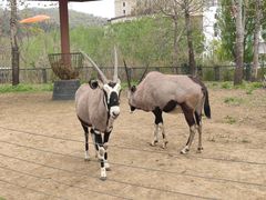 -大连森林动物园