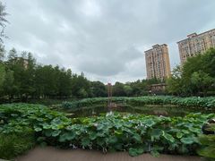 -陈家山荷花公园