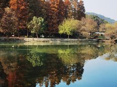 -水杉园