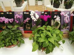 -荷兰花海