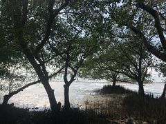 -宝安西湾红树林湿地公园