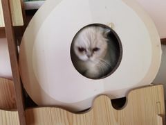 -喵屿·大理花园猫咖