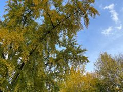 -三里屯东五街银杏大道