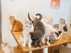 -有喵·猫咖·狗咖·30几只猫10只小狗(岗厦店)