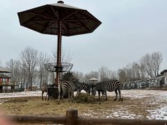 -大连森林动物园