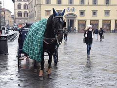-圣母百花大教堂穹顶