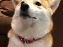 -柴务处·柴犬主题狗咖