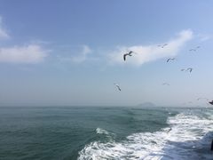 -长岛万鸟岛