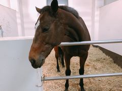 -香港赛马会双鱼河会所