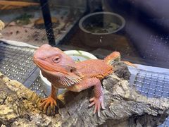 -酷以爬仙阁实体爬宠店·守宫·蜥蜴·专业繁育