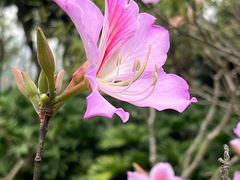 -番禺大夫山森林公园