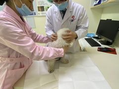 -全心全意连锁动物医院·微创中心·内科急重症·心脏专科(丰管路店)
