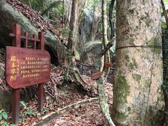 -海南热带雨林国家公园吊罗山景区