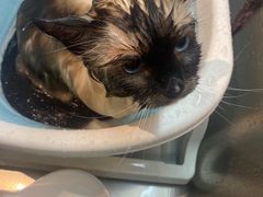 -PETKIT小佩宠物·低压洗护(国顺东路店)