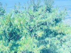 -苍山感通索道