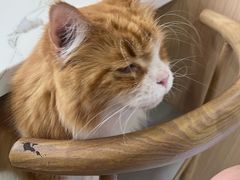 -喵园·猫主题咖啡厅·撸猫·猫咖(国贸店)