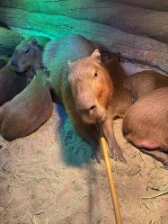 -Zoolung Zoolung动物主题公园(海信广场店)