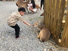 -鹿境梅花鹿生态园区